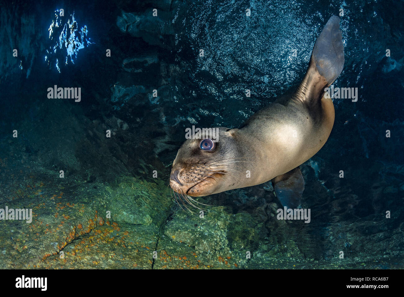 Jungenseeglöwe Stockfoto