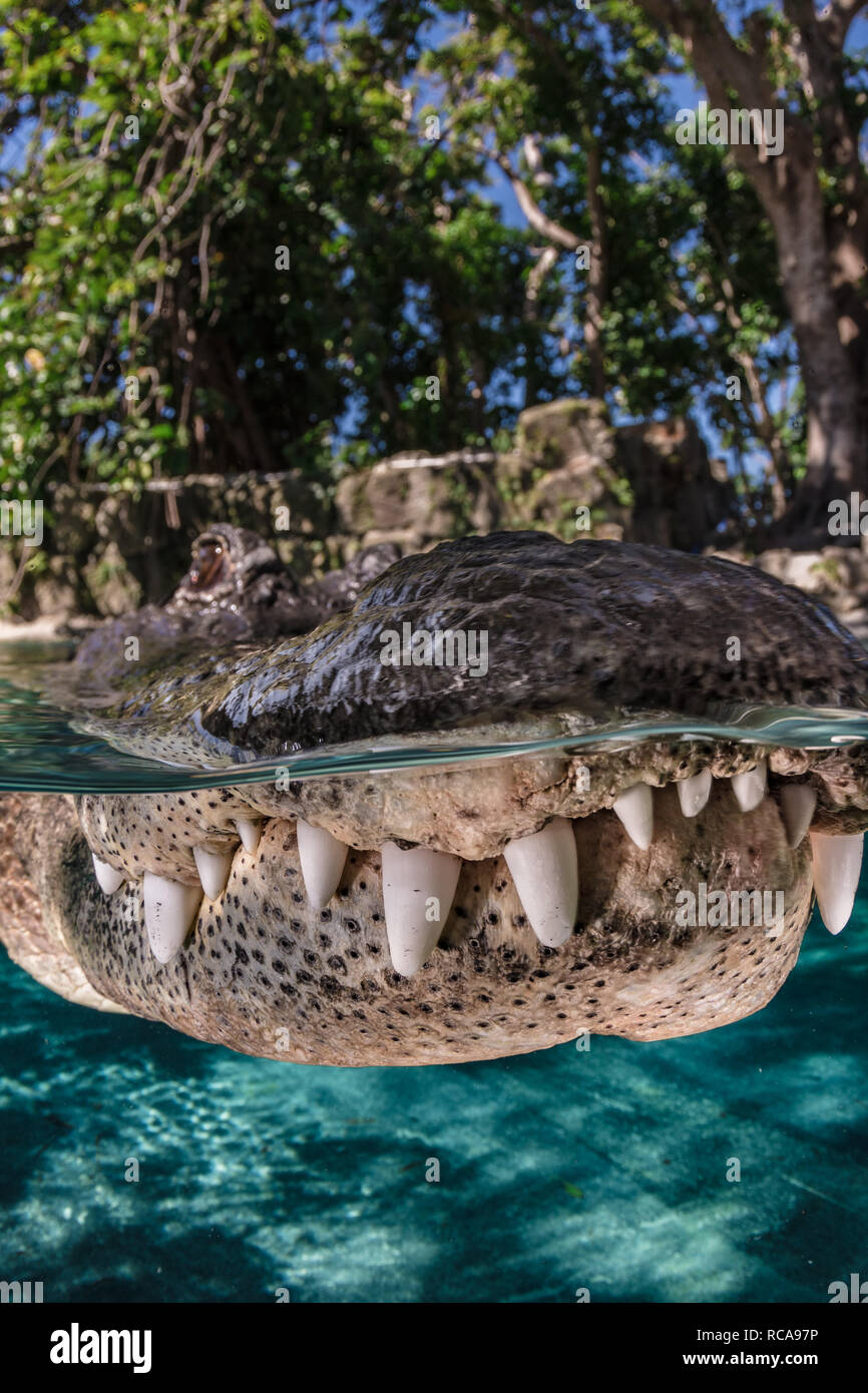 Amerikanischer Alligator in einem Teich Stockfoto