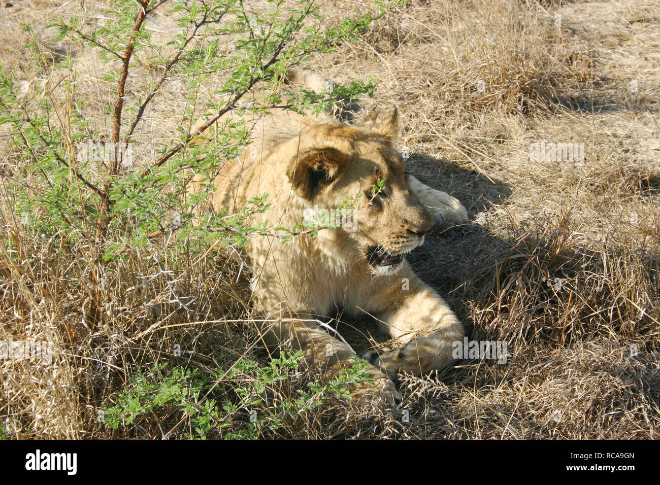 Lion Bilder Cartoon Stockfoto