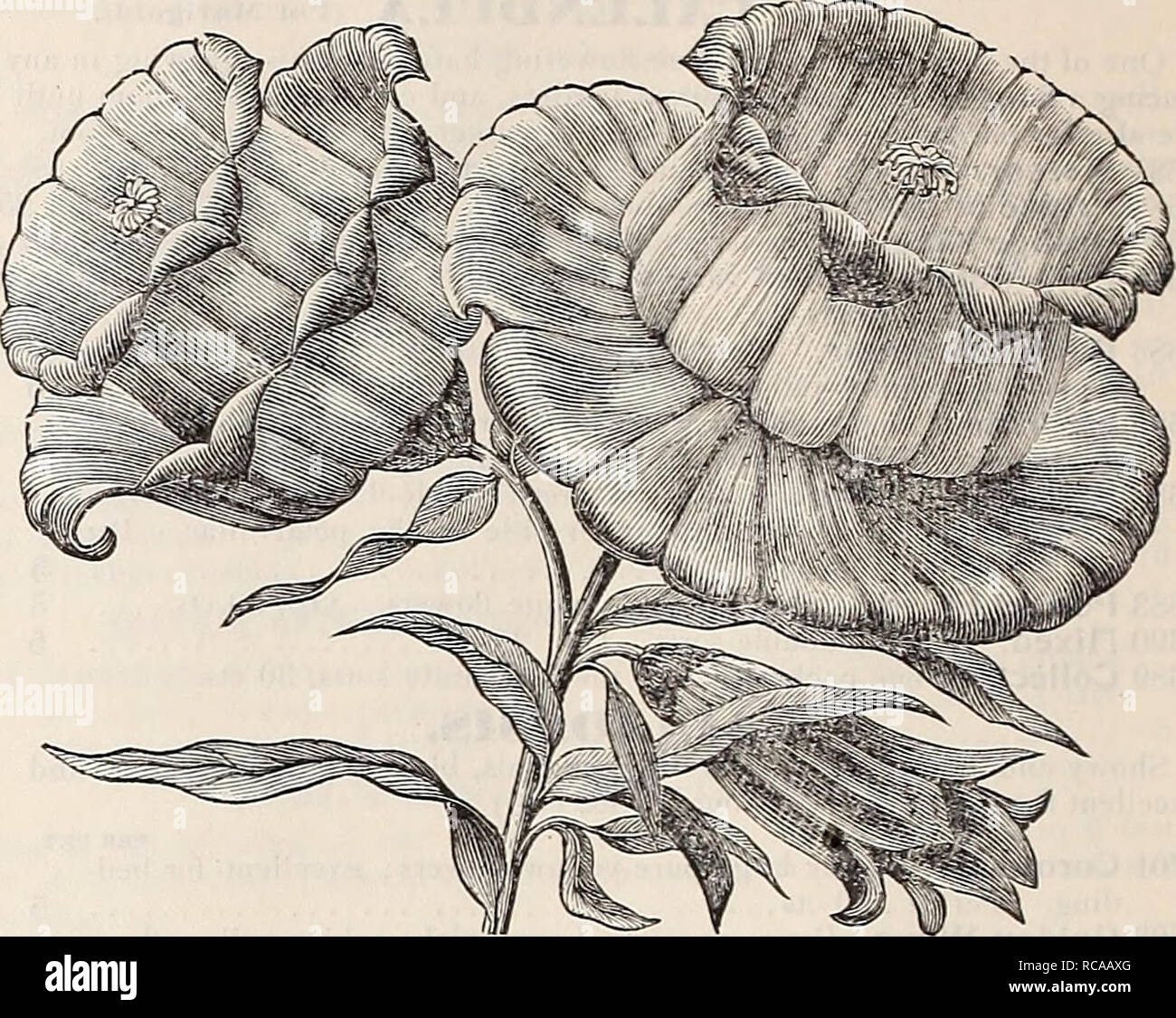 . Dreer's 1907 Garten Buch. Samen Kataloge; Baumschulen Kataloge; Gartengeräte und Zubehör Kataloge; Blumen Samen Kataloge; Gemüse; Früchte Samen Samen Kataloge Kataloge. Canterbury Bells. (Campanula Medien.) Calycanthema {Tasse und Untertasse Canterbury Bells). Dies ist zweifellos der feinsten Art dieses altmodische und viel Garten Pflanze geschätzt. Sie unterscheiden sich von der gewöhnlichen Art, in der in einem extra großen Kelch, der in der gleichen Farbe wie ich er Blume, gibt das Aussehen einer Tasse und Untertasse. Sie sind wirksam entweder im Garten oder in Töpfe für Wintergarten oder Tabelle dec gewachsen Stockfoto