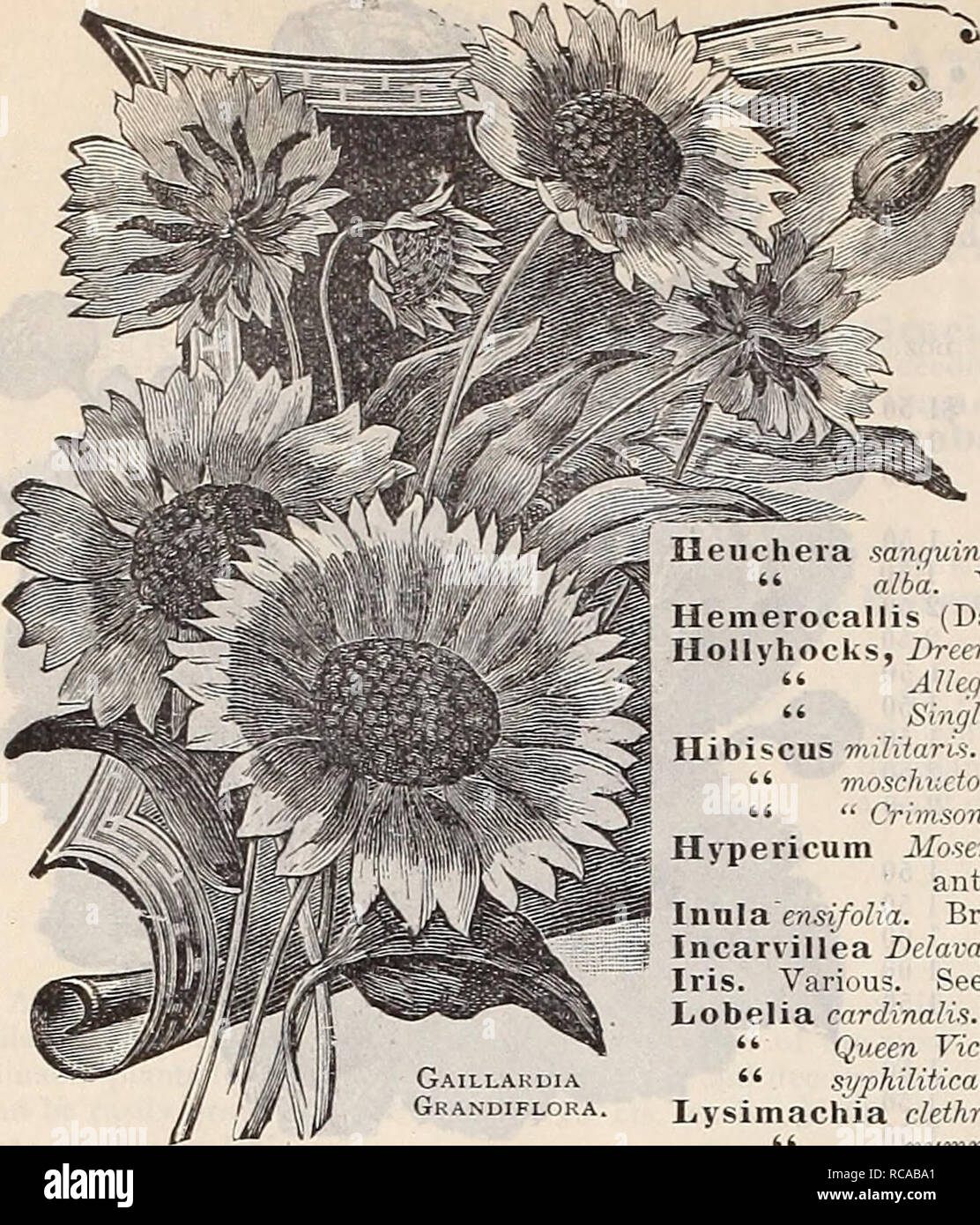 . Dreer's 1900 Herbst Katalog von Blumenzwiebeln, Pflanzen, Samen, etc. Leuchtmittel (Pflanzen) Kataloge; Blumen Samen Kataloge; Gartengeräte und Zubehör Kataloge; Baumschulen (Gartenbau) Kataloge; Frucht Samen Kataloge. 34 Henry A. Dreer, 714 = Chestnut St., Philadelphia^ Pa.. Stauden - C */ / nej Gaillakdja Grandiflora. Jede. Ueleiiium Bolanderii. Gelb&gt;^0 15 "grandicephalum striatum. Orange gestreiften crimson] 5 "pvmilinn. Goldgelb 15 Helianthus (Hardy Sonnenblumenöl) oder Multiflorus Ji. pi. Doppel gelb 15 "Me! tifloru. s Ma.vi? nus. Einzelne gelbe.. lo" Maximilliana. Singen Stockfoto