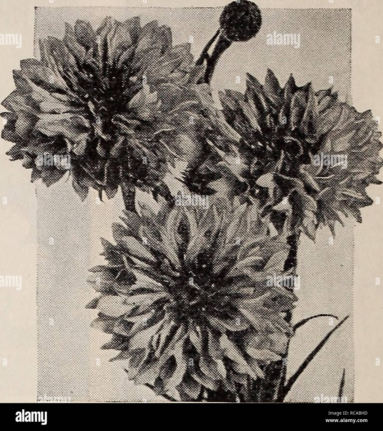 . Dreer Qualität Samen pflanzen Lampen. Blumen, Pflanzen, Zierpflanzen