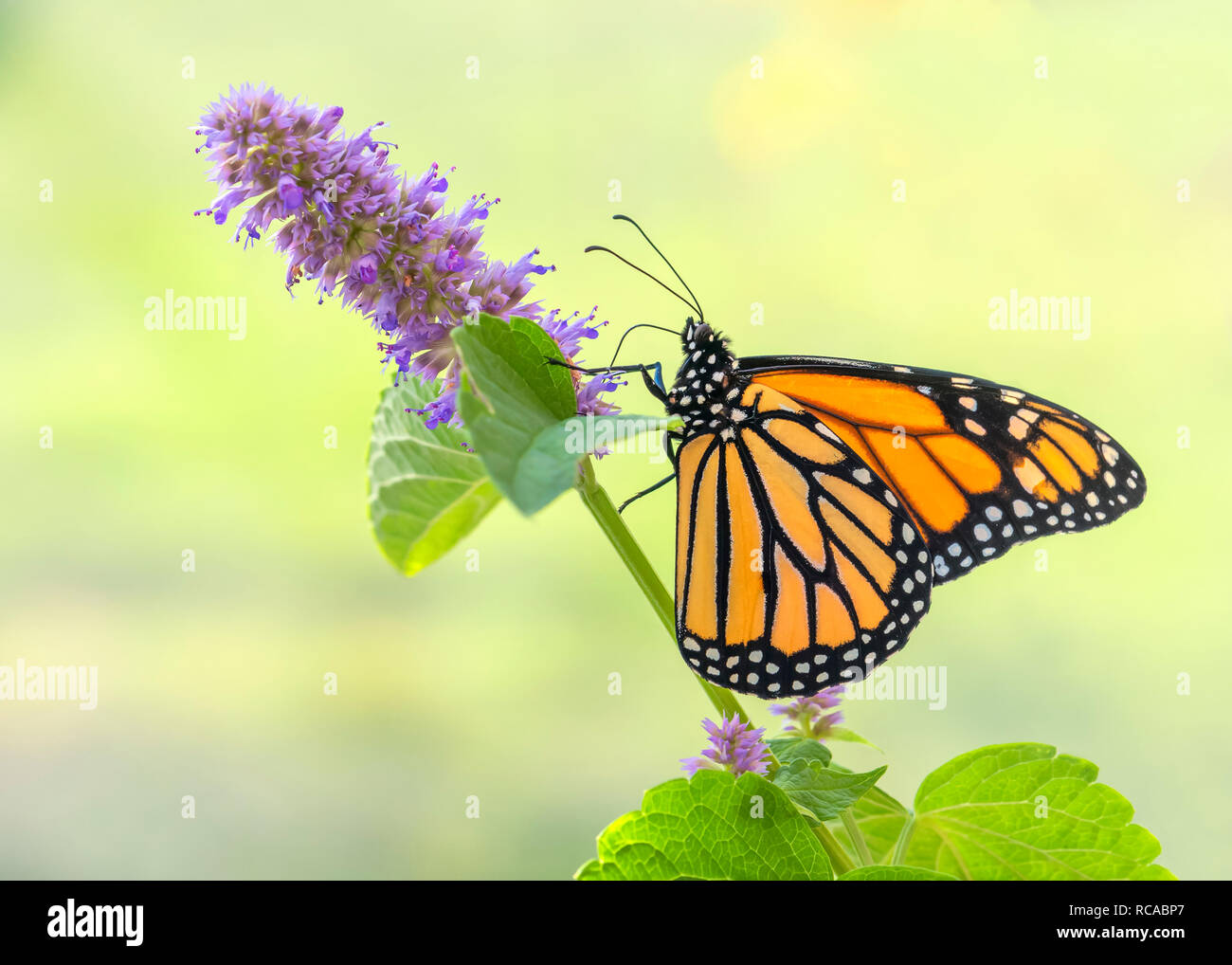 Monarchfalter Danaus Plexippus Fütterung auf ein Lakritze mint Flower - Seitenansicht Stockfoto