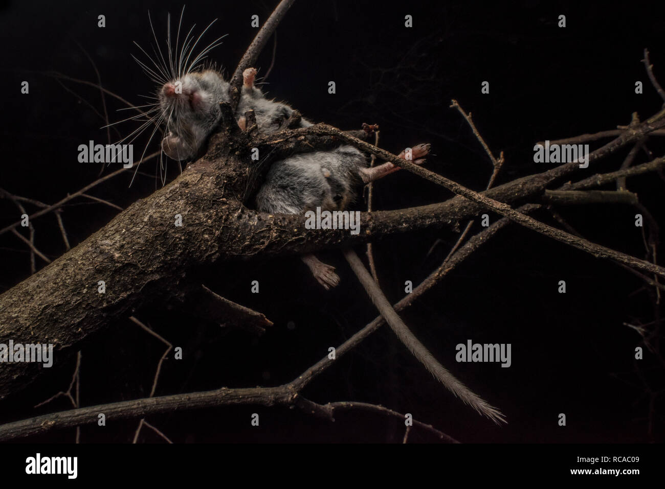 Eine tote Maus in einen Baum, wahrscheinlich von einem shrike Vogel für später zu speichern. Würger cache ihre Beute in Bäumen und Essen zu einem späteren Zeitpunkt zurückzukehren. Stockfoto
