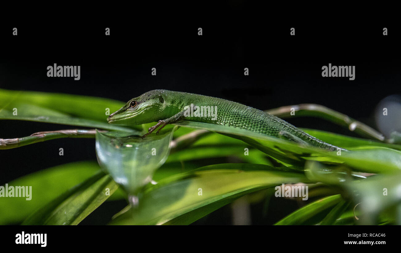 Sakishima Gras Eidechse auch als Takydromus dorsalis bekannt. Stockfoto