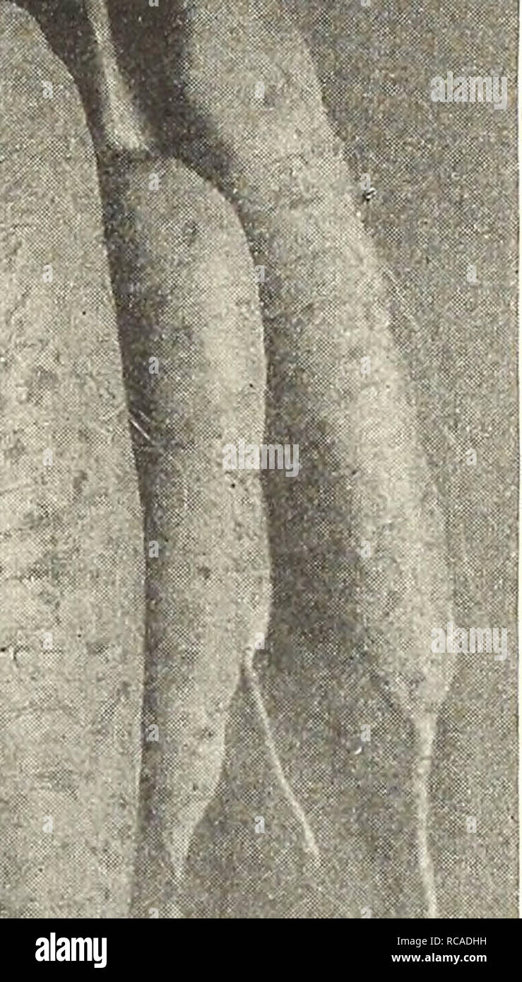 . Dreer's Garten Buch 1916. Samen Kataloge; Baumschulen Kataloge; Gartengeräte und Zubehör Kataloge; Blumen Samen Kataloge; Gemüse; Früchte Samen Samen Kataloge Kataloge. WECf ich. Danvers" HaIf = Lang Orange. (Siehe .) Eine reiche orange-rote Sorte, glatt und schön. Tops sind mittelgroß und Grob unterteilt. Die Wurzeln zu einem stumpfen Punktkegel; Fleisch, süss, frisch und zart. Obwohl die Wurzeln dieser Sorte kürzer werden, es bringt mehr an den Morgen als die größeren Sorten. Pkt., 5 cts.; Oz, 20 cts.;^lb, 50 cts.; lb., $ 1,50 - Verbesserte Rubicon. Dieses schöne halb-langen St Stockfoto