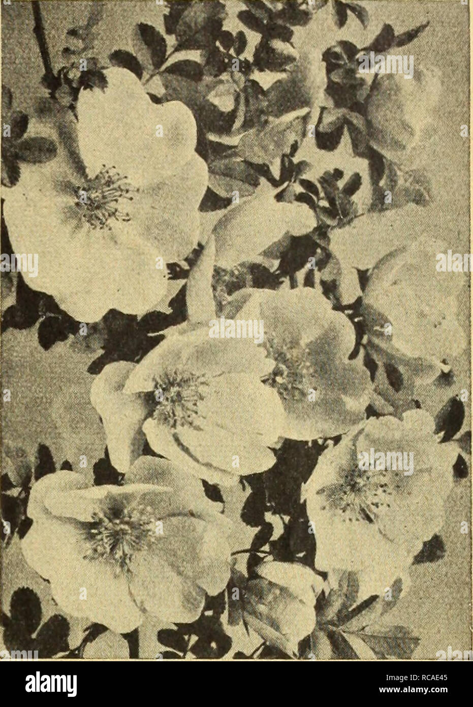 . Dreer ist Herbst Katalog 1926. Die Glühbirnen (Pflanzen) Kataloge; Blumen Samen Kataloge; Gartengeräte und Zubehör Kataloge; Baumschulen (Gartenbau) Kataloge; Gemüse Samen Kataloge. /FlEHRyAMm^^ v. Betriebssysteme auswählen -&gt; HlHHEliPIMlk 57 neue Hybrid Rugosa Rose F. J. Grootendorst Dies ist eine neue Art der Rose, die ordnungsgemäß eine Rugosa Baby Rambler, es sein ein Kreuz zwischen Rugosa und die Crimson Baby Rambler. Stellen Sie sich einen Strauch Rugosa Rose bedeckt mit Traversen von crimson Baby Rambler Rosen, und Sie werden einen fairen Konzeption dieser neuen Hybriden^% riety haben. Es ist nicht eine Rose, die Sie t Stockfoto
