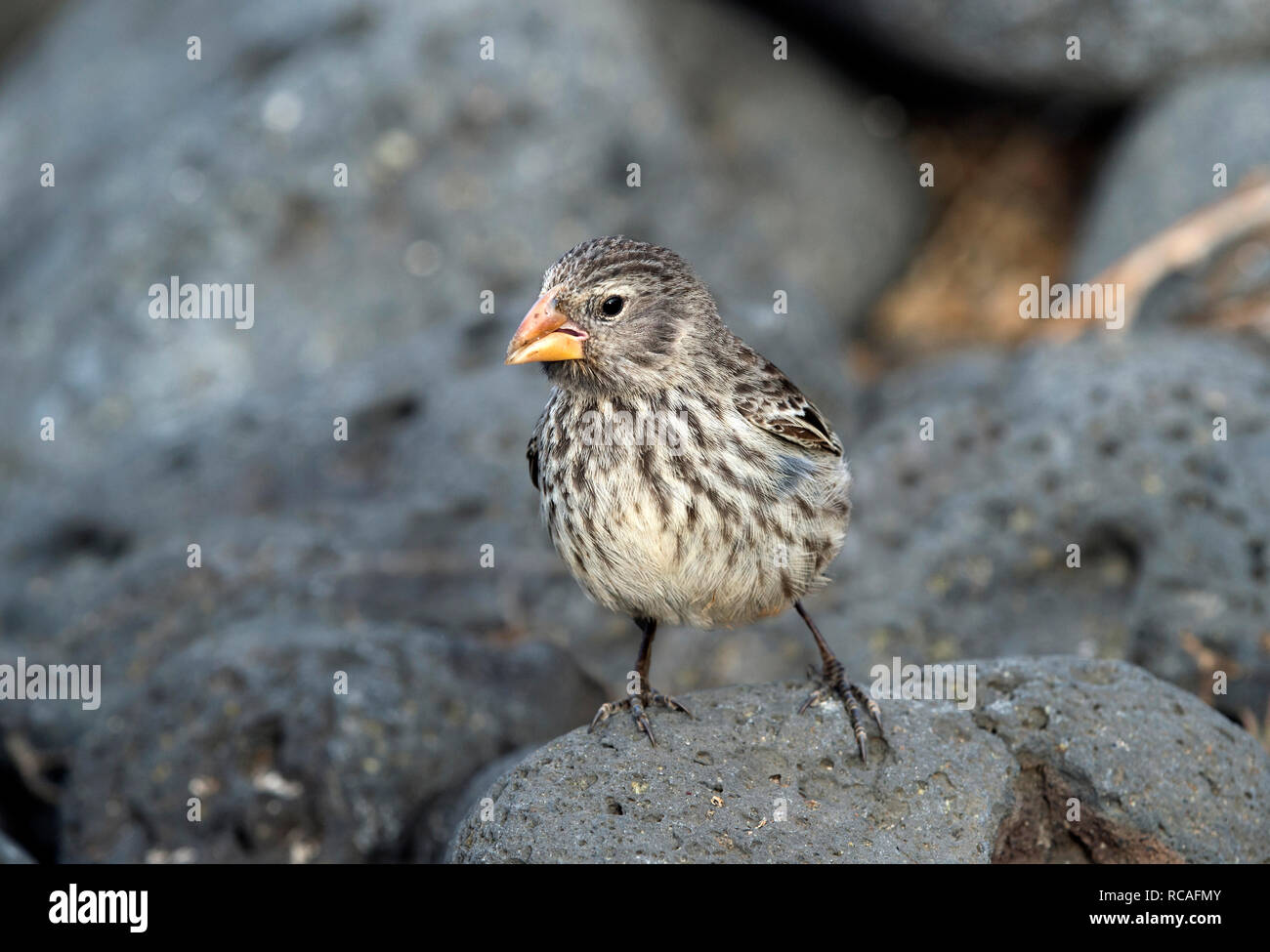 Kleine Grundfinken (Geospiza fuliginosa), Insel Floreana, Galapagos, Ecuador Stockfoto