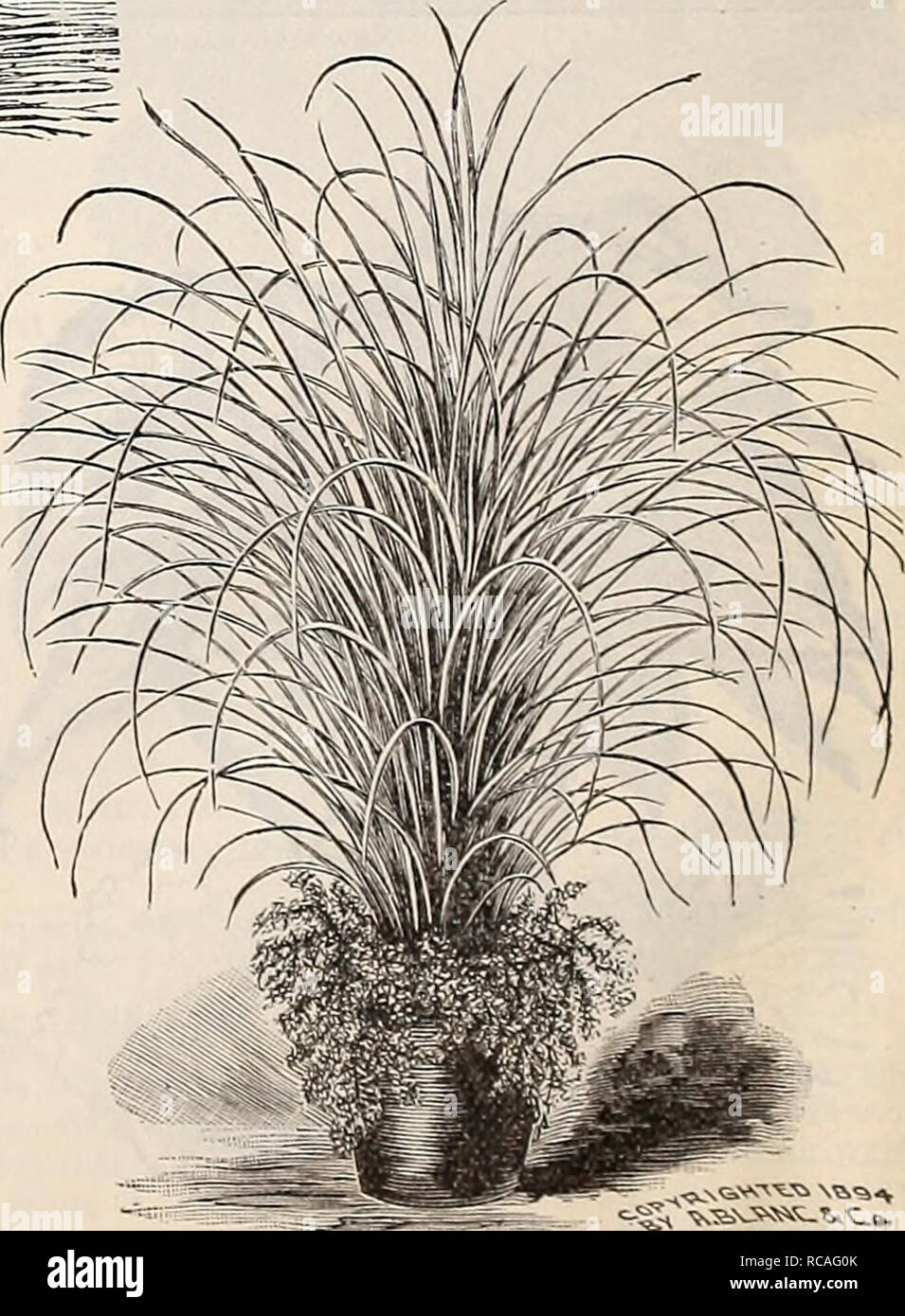 . Dreer ist Herbst Katalog: 1896 Blumenzwiebeln, Pflanzen, Samen. Die Glühbirnen (Pflanzen) Kataloge; Blumen Samen Kataloge; Gartengeräte und Zubehör Kataloge; Baumschulen (Gartenbau) Kataloge; Frucht Samen Kataloge. CinerariaâDreer-Preis. CLERODENDRON BALFOURI. Ein schönes Gewächshaus Kletterer und bewundernswert für Haus Kultur geeignet, die meisten Reichblühende mit leuchtend roten Blüten, eingehüllt in eine cremige, weißen Kelch. 15 cts. Jedes. CYPERUS PAPYRUS. (Ägyptische Papier Anlage.) Dies macht eine begehrtesten Topfpflanze für das Fenster - Garten- oder Con-servatory. Die Stiele sind dreieckig und werden von einem Tu überwunden Stockfoto