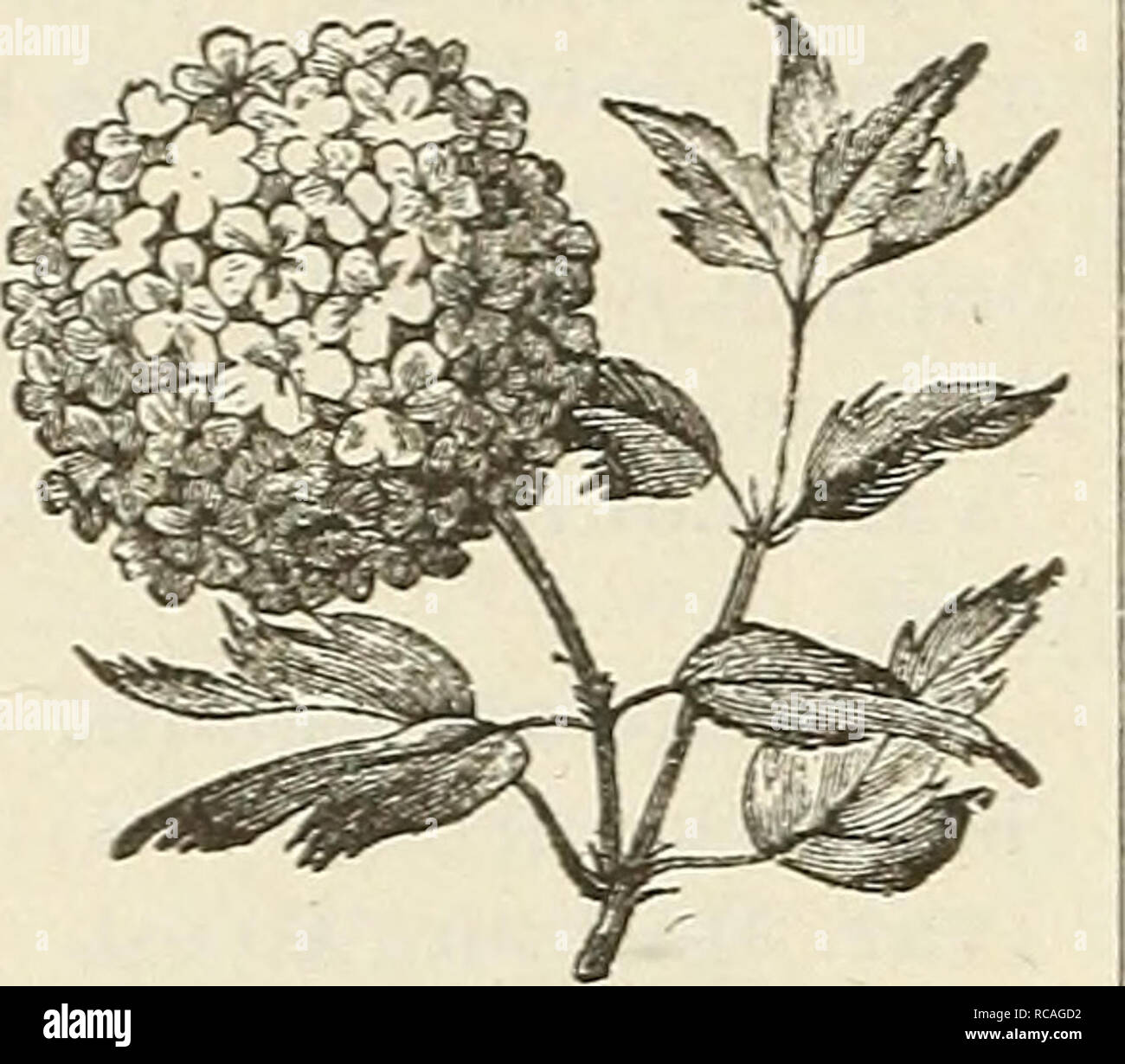 . Ellwanger &Amp; Barry's Gesamtkatalog: Mount Hope Baumschulen. 66 ELLWANGER &Amp; BARRY'S Viburnum (Pfeil Root). lantanoides. Frühen weißen Lantana - liEAVED VrBURNinn. C. große Cluster von weißen Blumen, roten Früchten gelungen. 35 Cents. nepalense. C. weiße Blüten, später als die anderen. 50 Cent. Opxiliis. Hohe oder Bush Cranberry. C. Rot beri'n, Preiselbeeren, von vielen geschätzt, 35 Cents. var. naniim. D. Eine hübsche Zwerg Anlage. 75 C. var. sterills. GUEL-der Rose. Schneeball Baum. C. Ein bekannter Strauch, mit kugelsternhaufen der rein weißen Blüten im Mai. 35 cts. Plicatum. Japan Snowb Stockfoto