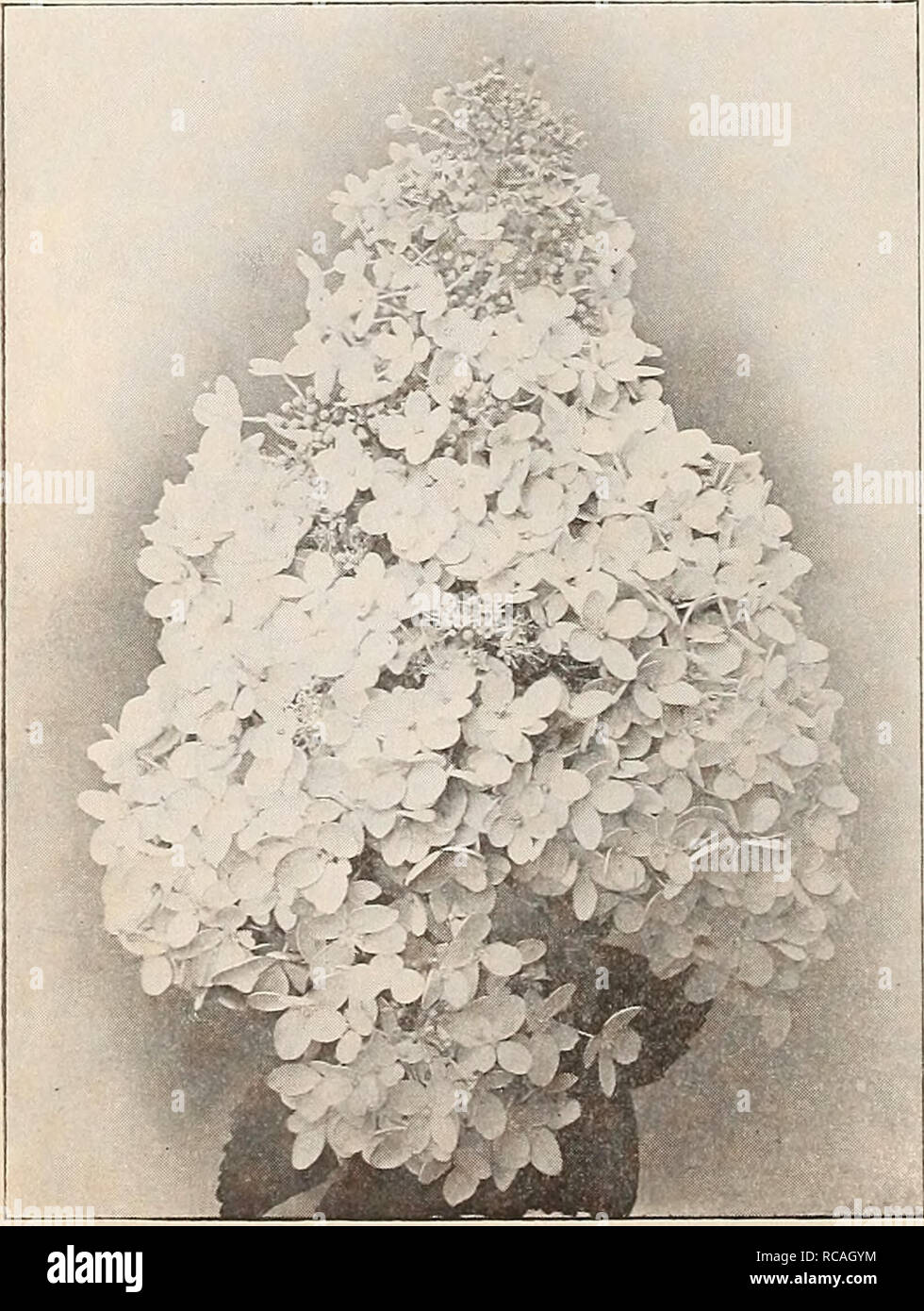 . [Ellwanger &Amp; Barry's allgemein Katalog]. Auf einer Anlage von Hyukangea Paxiculata Graxwfloka. (Reduziert.) HYPERICUM. Johanniskraut. Hartheu, Ger. Mille-PERTDIS, Fr. H. aureum. D. von Tennessee. Einer der schönsten Blume knd Laub; con-tinues blüht von August bis Oktober. 75 C. H. Kalmiaiitun. Kalm St. John Würze. D. eine feine native, geringe Verbreitung Strauch, mit Gay, leuchtend gelbe Blüten im August. Gelingt es, auch im Schatten. . 50C. KEKKIA. Corcliorus. Kerkie, Ger. CoRETTE, Fr. K. Japonica. Japan OoRCHORUS. D. eine schlanke, grüne verzweigte Strauch, 5 oder G Füße hoch, kugelig, gelb Flo Stockfoto