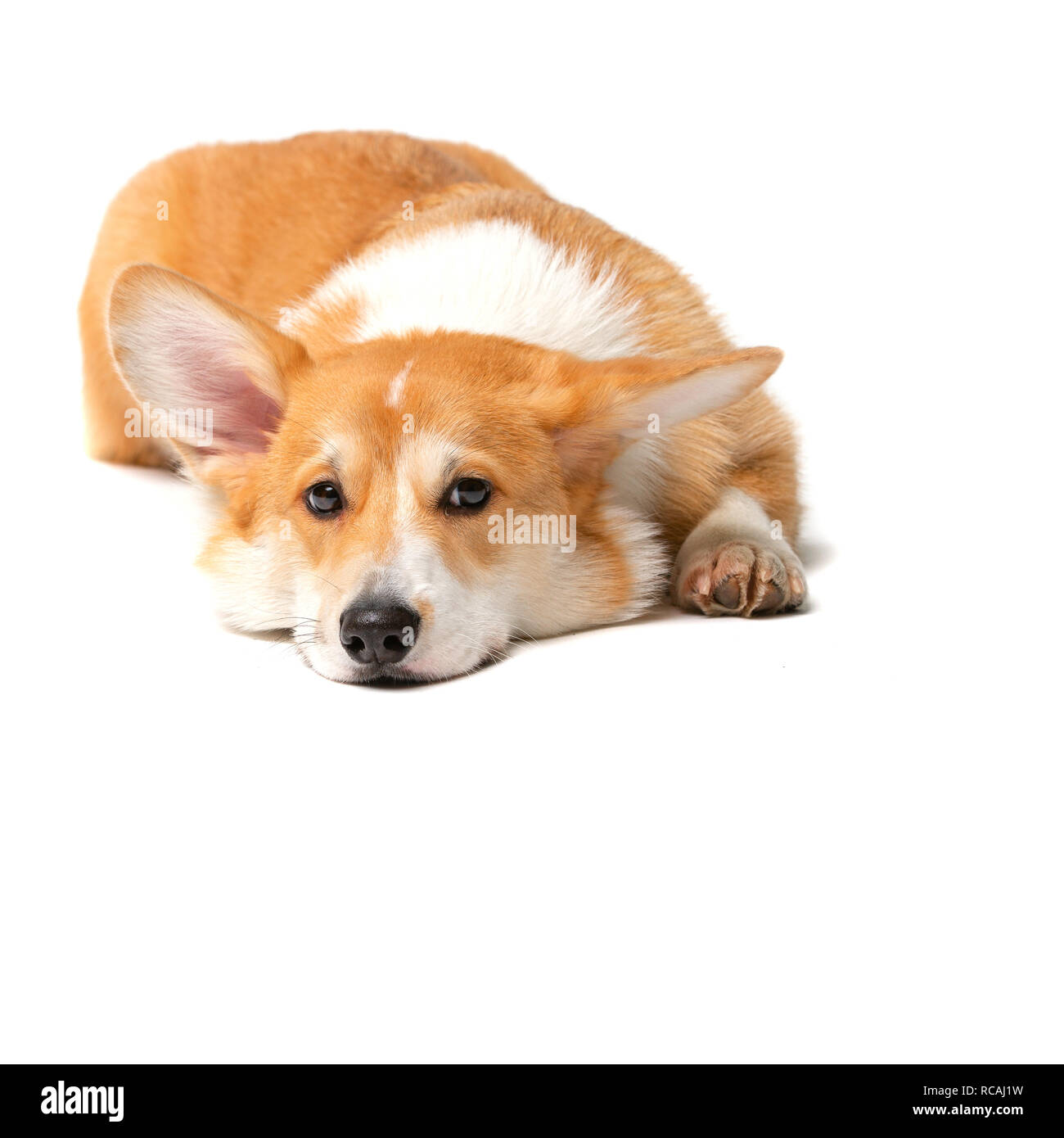 Corgi flauschige Hund isoliert Stockfoto