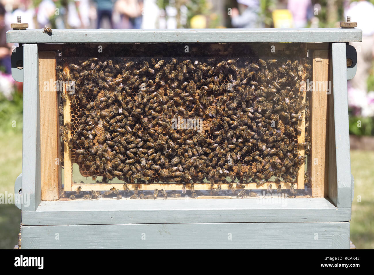 Honig Bienen in einem Holzrahmen Stockfoto