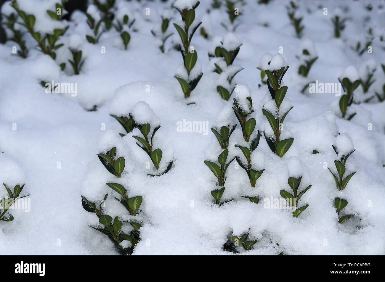 Liguster Hecke im Wintergarten mit dicken Schneeschicht bedeckt  Stockfotografie - Alamy