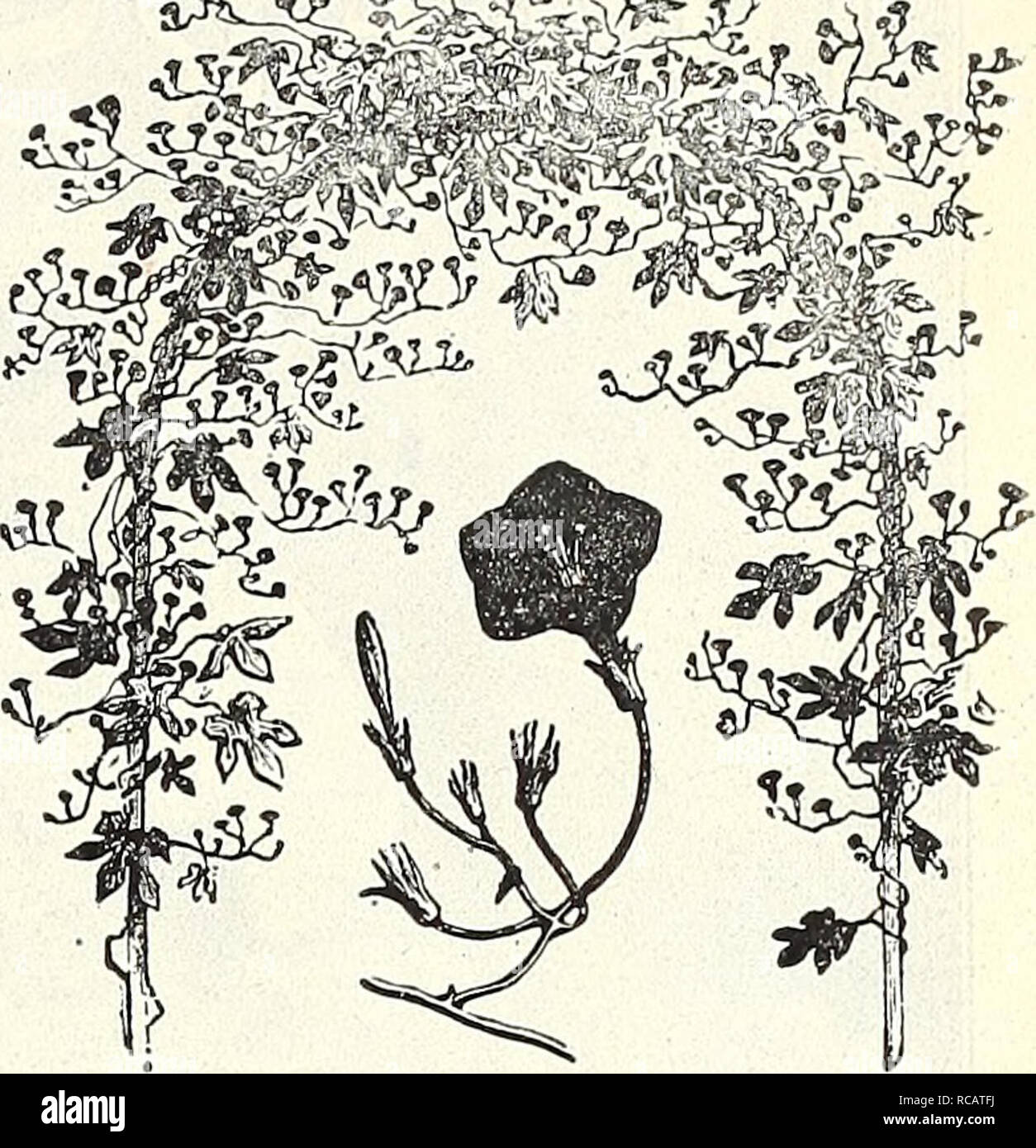 . Dreer's 1838 1908 Garten Buch. Samen Kataloge; Baumschulen Kataloge; Gartengeräte und Zubehör Kataloge; Blumen Samen Kataloge; Gemüse; Früchte Samen Samen Kataloge Kataloge. - JUlNRrADREER PtIIIADELPHIA Mm zuverlässig FLOWERSEEDS IJ U 107 miMOSA (sensible oder bescheidenen Pflanze). Pro PCK. 3181 Pudica. Neugierig und interessante Jahrbücher, witli rosa-weißen Blüten, die Blätter in der Nähe und Statik bei touclied oder geschüttelt; 1 J M 5 3182 SpegaZZiniana Hastata. Die größte aller empfindlichen Pflanzen. Wenn gesät früh die planis eine Höhe von 7 Fuß von Hochsommer, bedeckt mit großen, pinnated, sensitiv erreichen. Stockfoto