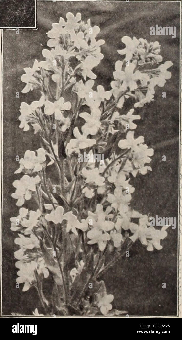 . Dreer's Garten Buch: 70 - dritte jährliche Ausgabe 1911. Samen Kataloge; Baumschulen Kataloge; Gartengeräte und Zubehör Kataloge; Blumen Samen Kataloge; Gemüse; Früchte Samen Samen Kataloge Kataloge. Achillea Boule de Neige. Achillea Ptarmica El. PI. "Boule de Neige" (Verbot von Schnee). Achillea "The Pearl" Lange hat einer unserer beliebtesten weiß blühenden Stauden. In dieser neuen Sorte wir haben ihr Gegenstück in jeder Weise, mit der Ausnahme, dass der Flow-ers sind mehr perfekte Form, mit fuller Zentren, die es ap - Birne reiner in Farbe. (Siehe .) 25. Stockfoto