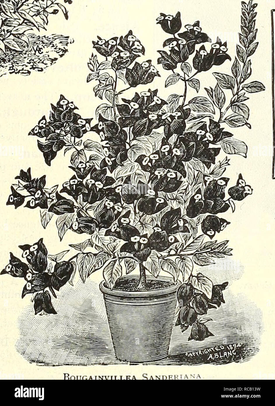 Dreer S Garten Buch 1904 Samen Kataloge Baumschulen Kataloge