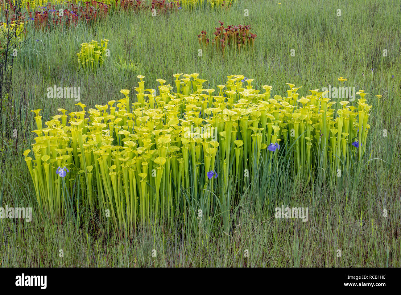 Gelbe Schlauchpflanzen (Sarracenia flava) üppigen Post brennen Wachstum mit Savannah Iris (Iris tridentata) entlang des Perimeters von Carolina Bay. Francis Marion N Stockfoto
