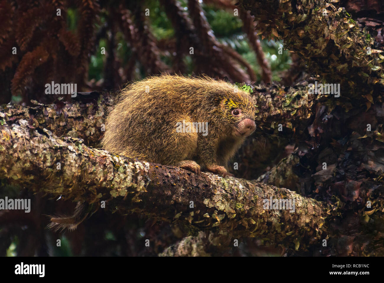 Wilde brasilianische Stachelschwein auf einem araucaria Baum. Stockfoto