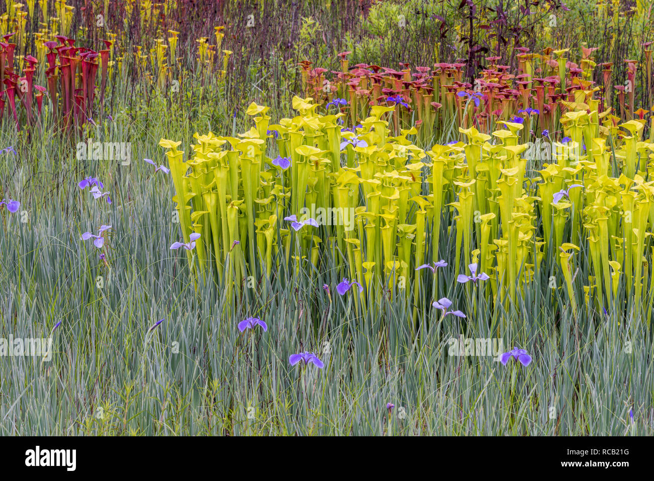 Gelbe Schlauchpflanzen (Sarracenia flava) üppigen Post brennen Wachstum mit Savannah Iris (Iris tridentata) entlang des Perimeters von Carolina Bay. Francis Marion N Stockfoto