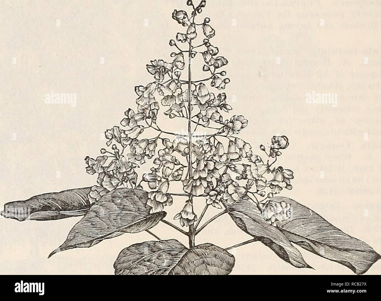 . [Ellwanger &Amp; Barry's allgemein Katalog]. C. Alba. Shell Rinde oder Shag Rinde Hickory, ein. Die meisten ORNA- mentalen und wertvolle Der g-Enus. Die Muttern sind weißer und die shell dünner als die der anderen Arten. 50 e. CASTANEA. Cliestuut. J^chte Kastanien, Ger. Cha-taignier, Fr. C. in der Americana. Amerikanische Kastanie. A. Die auch einheimische Sorte bekannt. Ein stattlicher Baum, mit breiteren Blätter als die Spanische und produzieren - Kleinere Früchte. Wenn in voller Blüte, einer Der handsomest Bäume. 50C. C. Japonica. Japan Kastanie. C. in der Gewohnheit und foliag - e wie Spanisch Spanisch Kastanie. Chestuut; Obst sehr Larg'e. Sl- Stockfoto