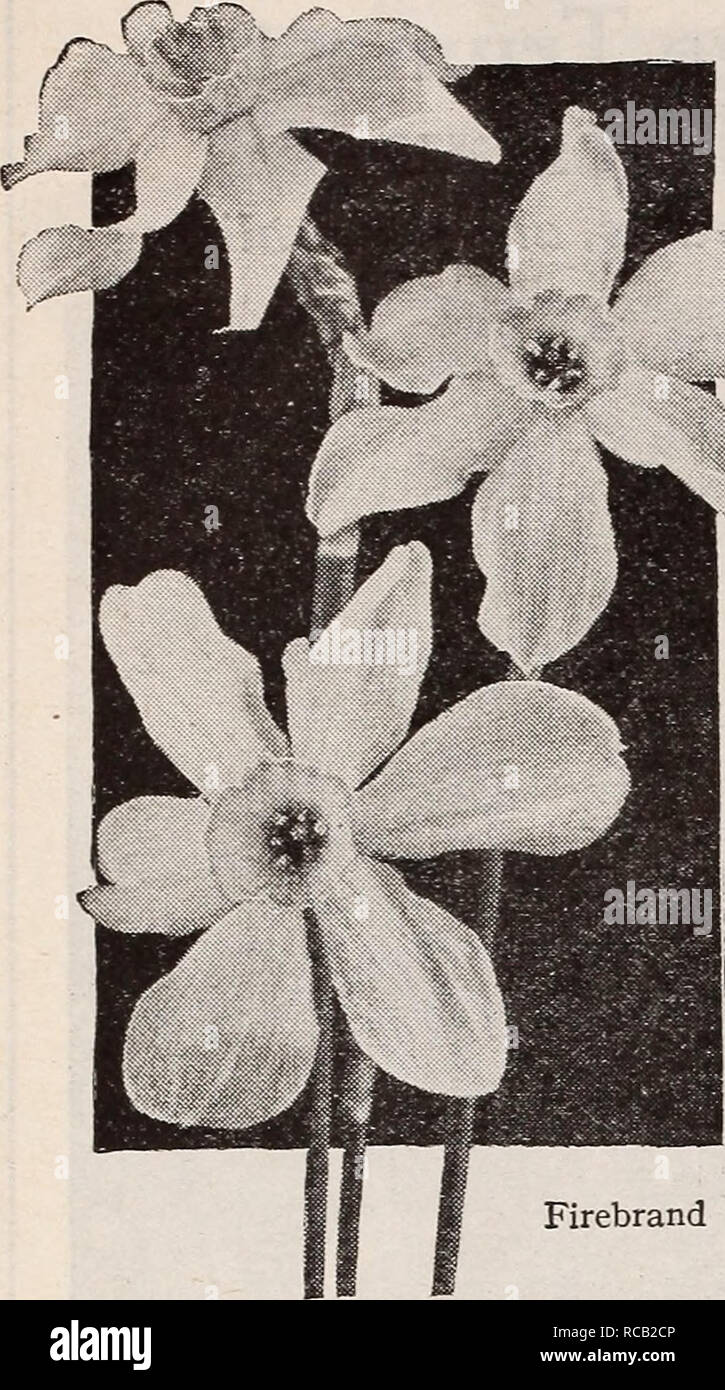 . Dreer's Lampen Pflanzen, Sträucher und Samen für den Herbst Pflanzung: Herbst 1937. Die Glühbirnen (Pflanzen) Kataloge; Blumen Samen Kataloge; Gartengeräte und Zubehör Kataloge; Baumschulen (Gartenbau) Kataloge; Gemüse Samen Kataloge. Chalice-Cup oder Medium-Trumpet Narzisse. Firebrand Lady Moore (Barri). Die wirkungsvollste freie - Blühende Narzissen mit Schneewittchen fällt und ein gelber Schale, die von einem tiefen orange Edge* belebt. Einfach gezwungen. 3 Für 42c, 12 für $ 1,40; 100 für 10,00 $. Luzifer (Incomparabilis). Eine der auffälligsten mit extra großen Blüten in einem sternförmigen weißen fällt und eine Krone oder Trompete Stockfoto