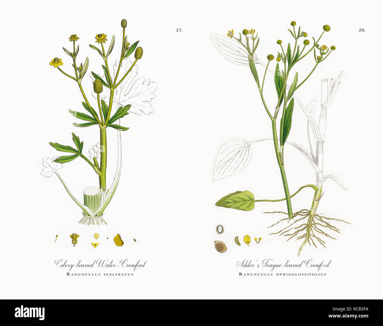 Antike viktorianische botanische Abbildungen, ca. 1863 Stockfoto