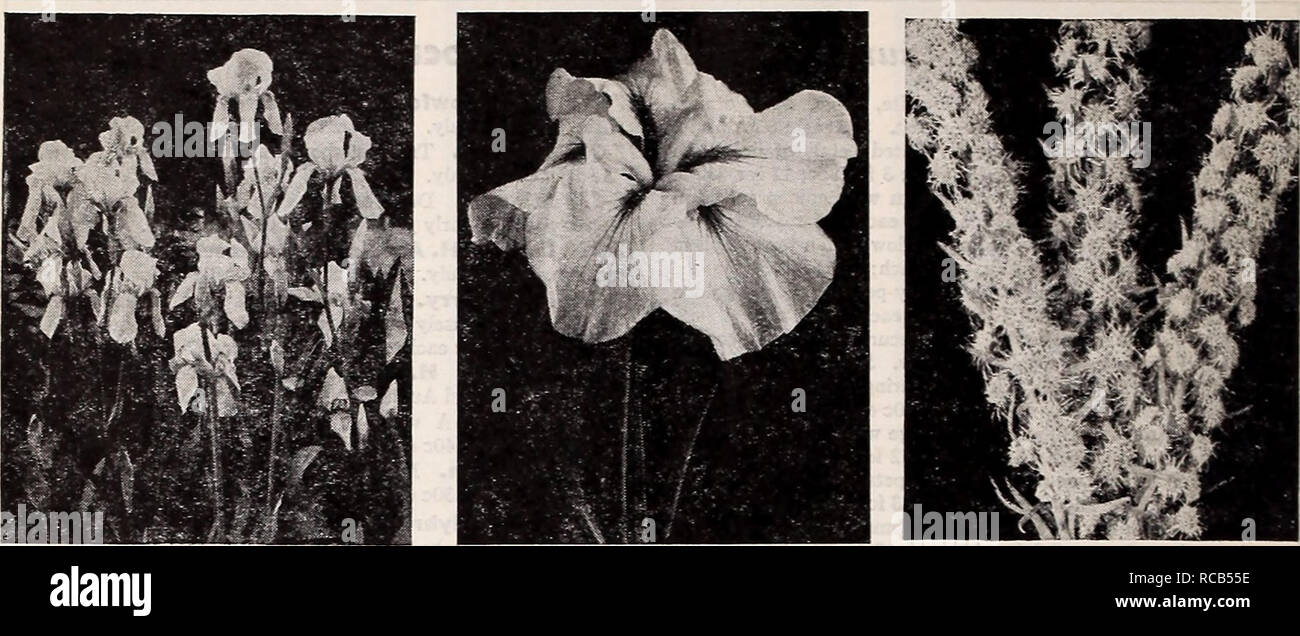 . Dreer ist Herbst einpflanzen Leitfaden für 1941. Die Glühbirnen (Pflanzen) Kataloge; Blumen Samen Kataloge; Gartengeräte und Zubehör Kataloge; Baumschulen (Gartenbau) Kataloge; Gemüse Samen Kataloge. DREER HARDY mehrjährige Pflanzen. Bearded Iris Japanische Iris, Gold gebunden Liatris - Blazing Star Ten Wahl bärtigen Ins 17-845 Alta Kalifornien. Hält seinen Platz als eines der Lohnendsten und sensationelle Iris gewachsen. Es ist das höchste aller neuen gelbe Iris und seine Verzweigungen qualifiziert es für "A"-Rating entweder als aa einzelne Bedienhebel oder als Masse der Blüte. Gelbe Iris haben längst erkannt. Stockfoto