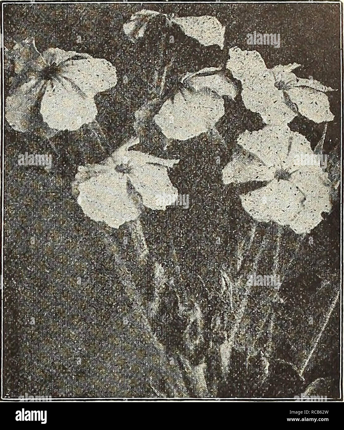 . Dreer ist Herbst Katalog 1928. Die Glühbirnen (Pflanzen) Kataloge; Blumen Samen Kataloge; Gartengeräte und Zubehör Kataloge; Baumschulen (Gartenbau) Kataloge; Gemüse Samen Kataloge. (FlEWyAJREEHI^ EliMBLE BLUMENSAMEN ich 69 Achillea Millefolium (Schafgarbe) Milfoll oder perpkt. 1021 Ptarmica "Die Perle." Einer der besten Hardy weiß Stauden. Wächst ungefähr 2 Meter hoch und im Frühling bis zum Frost ist mit den Leitern der reinsten Weiß mit Blumen bedeckt. Einfach aus Samen 0 $ 25 AcOnitllOl (durch den Mönch oder Wolfsbane) 1031 Napellus gewachsen. Eine winterharte Staude und Wächst in jedem guten Gartenboden, Herstellung lange sp Stockfoto