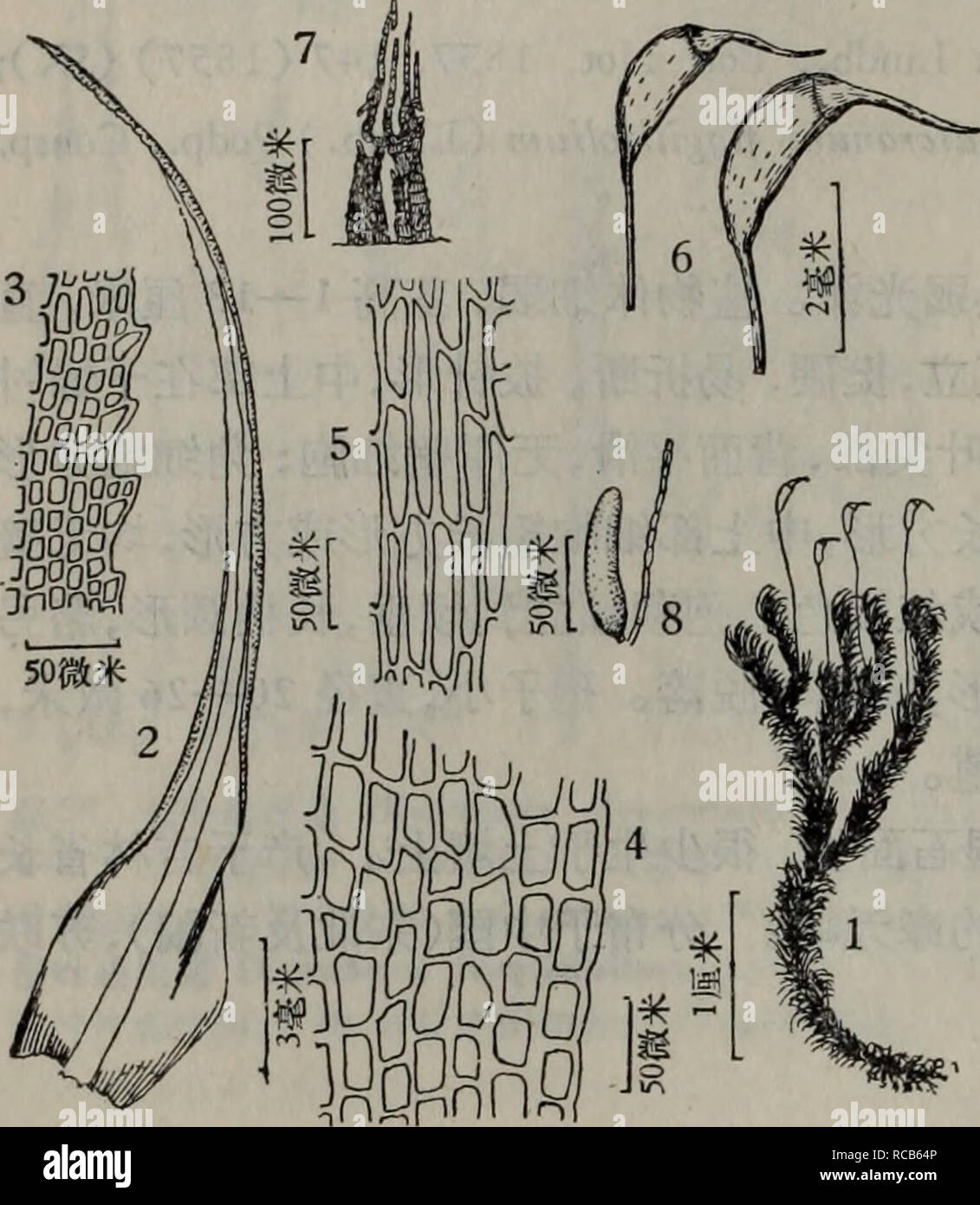 . Dong bei Xian lei Zhi wu Zhi. Botanik. È¿ å ±± å ³Éåçae ae¬ é'å® Ï¼äº¦è®°Å½å ¨ Aeå½aeae-¤ç§ ¨ ãèè çå - å ae ¹Ae® auf éå° çae ae¬'é¨èä aeç½ ae ¯, å¶ Ç¼ä "å· ¦ äº è®¤ä'ºå³Ae¬ç§ ã 7. ae È²ae²å° ¾èDicranum fuscescens Drehen., Muse. Hib. (1804) 60 Sie t. 5 Sie Abb. 1; Nog., Journ. Hattori Bot. Lab. XII (1954), 28; Chen, Gen. Muse. Sünde. Ich (1963) 125. D. rupestre Brid., Spec. Muse. I (1806) 177. D. longirostre Schwaegr., Spec. Muse. Suppl. I, 1 (1811) 170, t. 44. D. trachyphyllum Rem. et Karte., Bot. Gaz. XXII (1896) 48. D. camptophyllum Kindb., Eur. N. bin. Bryin. II (1897) 193 gibt es 55:1 â 8 ae¤ç© Ä½ä'ç ç"¿ È²ãae · ±ç "ç" È²aeè ¤ ¿¿ è², ae å Ae³½aeå · å¼±Å 'ç"ï¼å Ae³½ãèç Stockfoto