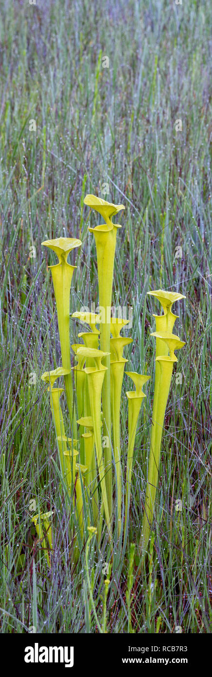 Gelbe Kannenpflanze (Sarracenia flava) Üppigen, post Büschel der Krüge am Rand von Carolina bay brennen. Francis Marion National Forest, SC, Frühling. Stockfoto