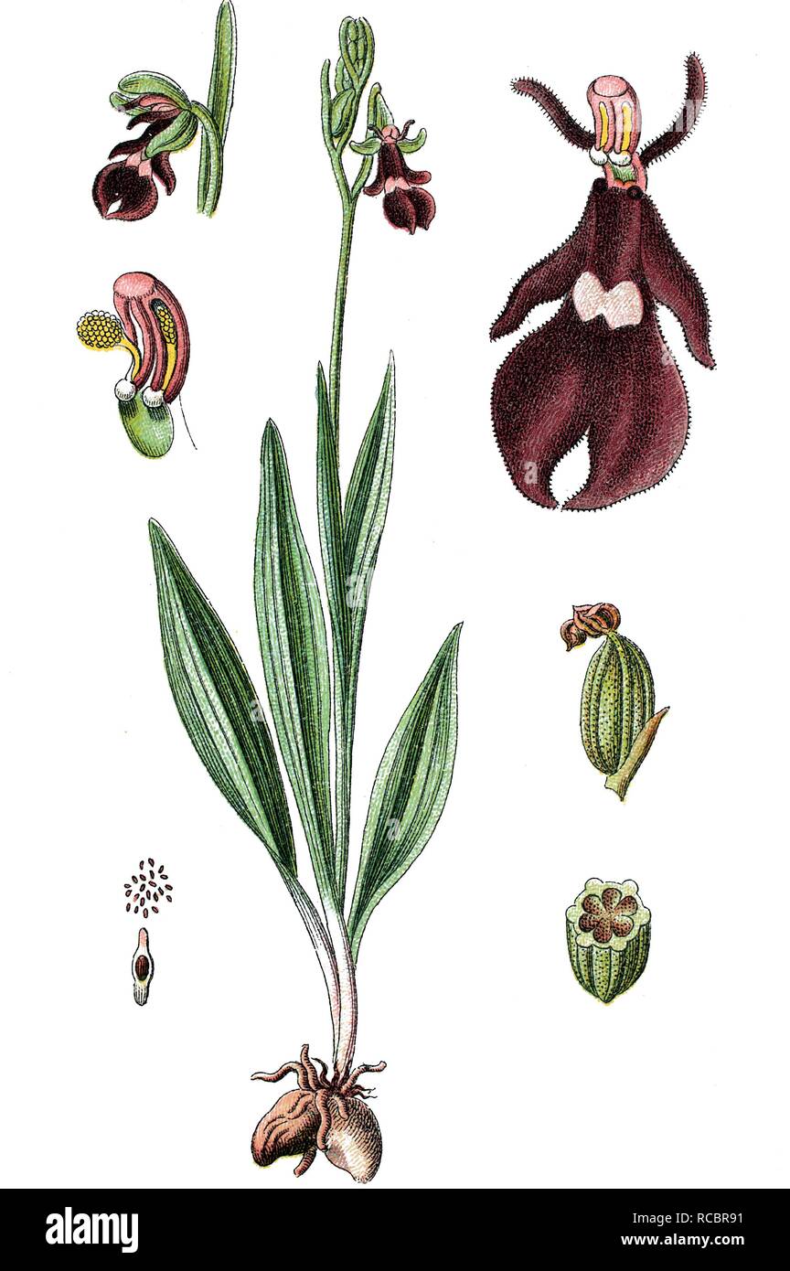 Fliegen Orchid (Ophrys muscifera), Heilpflanzen, nützliche Pflanze, chromolithograph, ca. 1790 Stockfoto