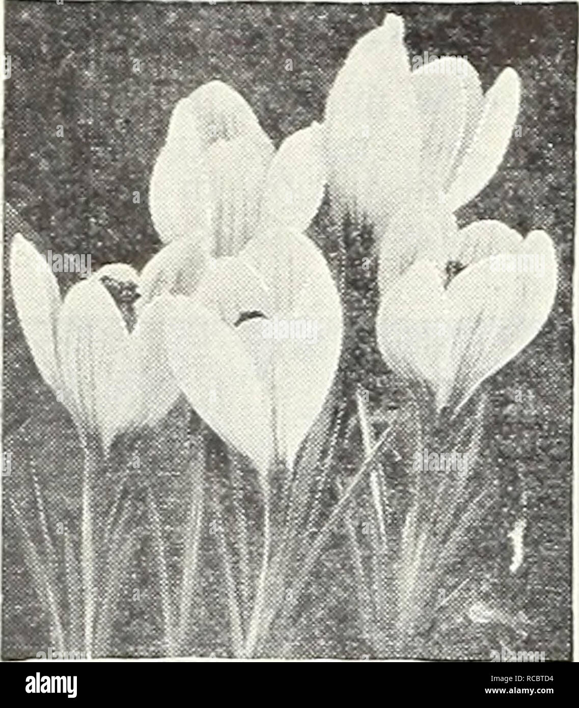 . Dreer im Herbst 1946 gepflanzt. Die Glühbirnen (Pflanzen) Kataloge; Blumen Samen Kataloge; Gartengeräte und Zubehör Kataloge; Baumschulen (Gartenbau) Kataloge; Gemüse Samen Kataloge. HARDY BLUMENZWIEBELN Frühjahr Giant-Flowering CrOCUS A O Vollkommen winterhart, sehr auffällige, ICH und lange gelebt. Pflanzen Sie sie ich liberal in Klumpen. 40-074 Amethyst. Show-y helle Lavendelblüten. Ich 40-076 Goldgelb. Bril-liant und sehr zahlreich, mit herrlichen hellen gelben gob - können im frühen Frühling. 40-087 Purpurea Grandi - Flora. Sehr bewundert für seinen extra großen lila Blüten. 40-036. Die Erinnerung. Ein-_ Stockfoto