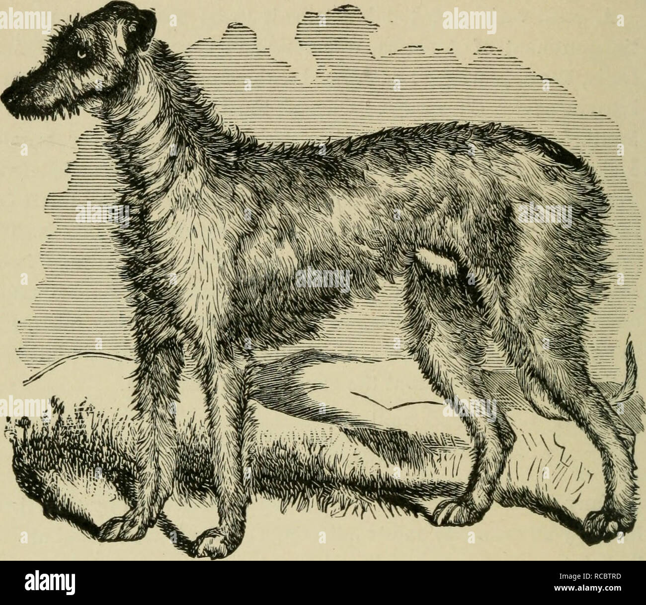 Die Hunde von Großbritannien, Amerika und anderen Ländern. Hund. [Aus dem  alten Katalog]. Abb. 3.- DEERHOUND, Kleie. CHAPTEK III. Domestizierte Hunde  JAGD VOR ALLEM DURCH DAS AUGE UND DAS TÖTEN IHR