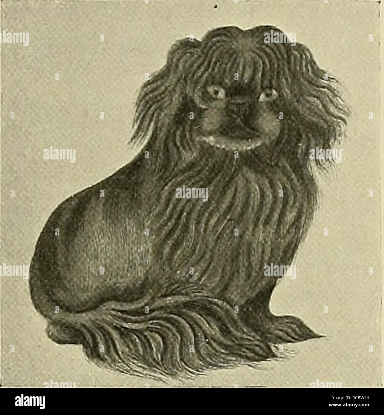 Hunde von China &Amp; Japan in Natur und Kunst Hunde; Tiere in der Kunst  [aus dem alten Katalog]; Kunst, Chinesisch. [Aus dem alten Katalog].  Chinesische MOPS HUND, von einer kaiserlichen Hund