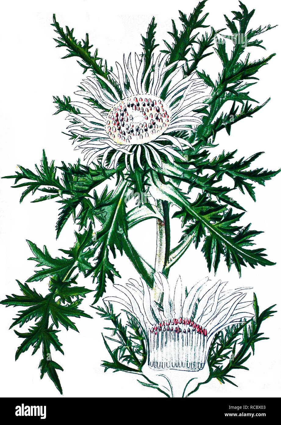 Silberdistel oder Silver Thistle (Carlina acaulis), eine Heilpflanze, historische Chromolithography, Ca. 1870 Stockfoto