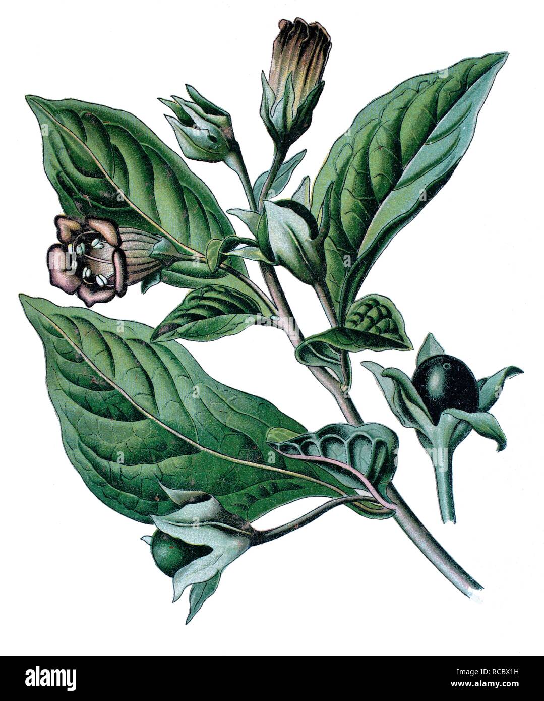 Belladonna, Devil's Beeren, Kirschen oder die Tollkirsche (Atropa belladonna), Heilpflanzen Stockfoto