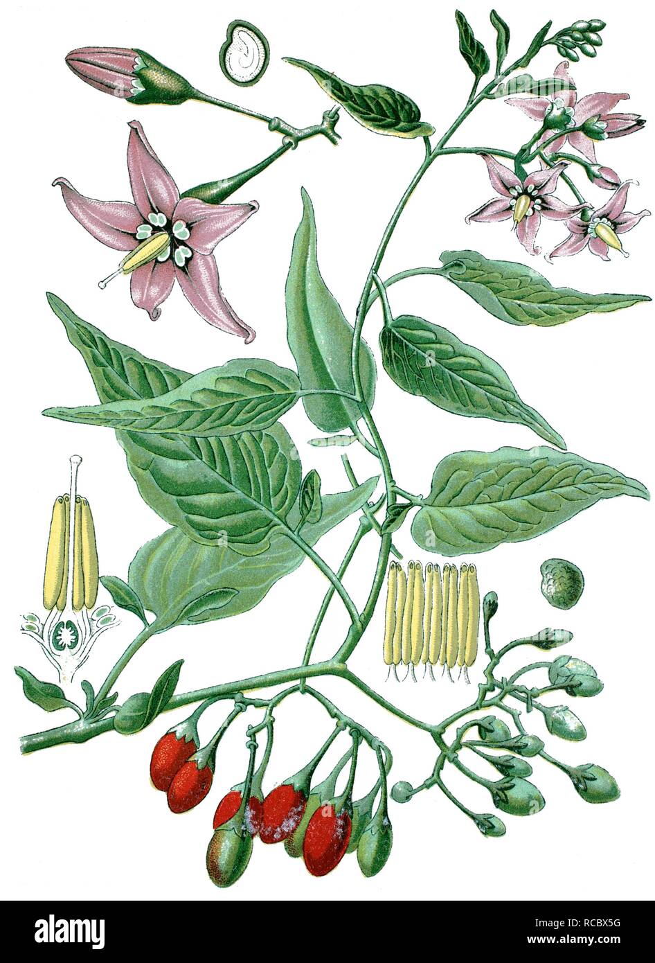 Bittersüßer Nachtschatten (Solanum dulcamara), Heilpflanzen, historische Chromolithography, 1870 Stockfoto