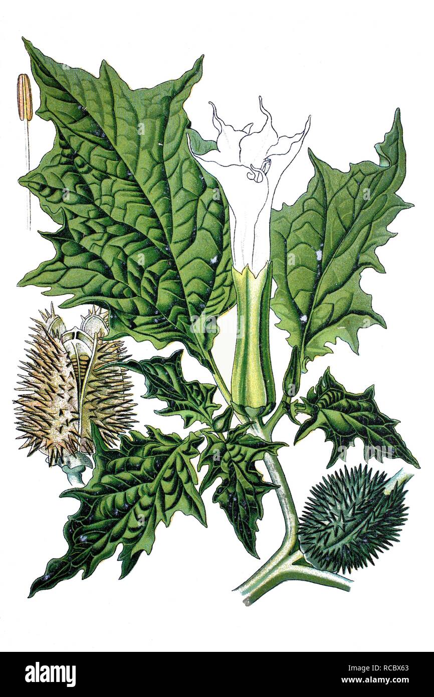 Jimson Weed, Devil's Trompete (Datura stramonium), Heilpflanzen, historische Chromolithography, 1870 Stockfoto
