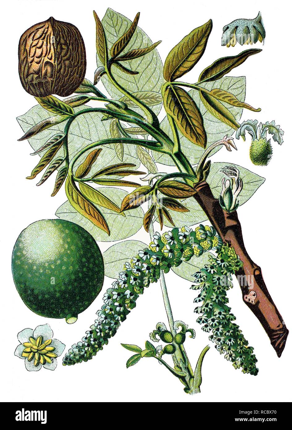 Persische walnuss Baum, Englisch Walnussbaum (Juglans regia), historische Chromolithography, 1870 Stockfoto