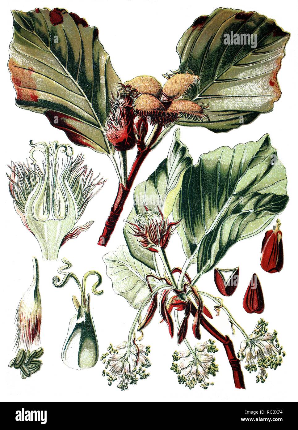 Die Buche (Fagus sylvatica), historische Chromolithography, 1870 Stockfoto