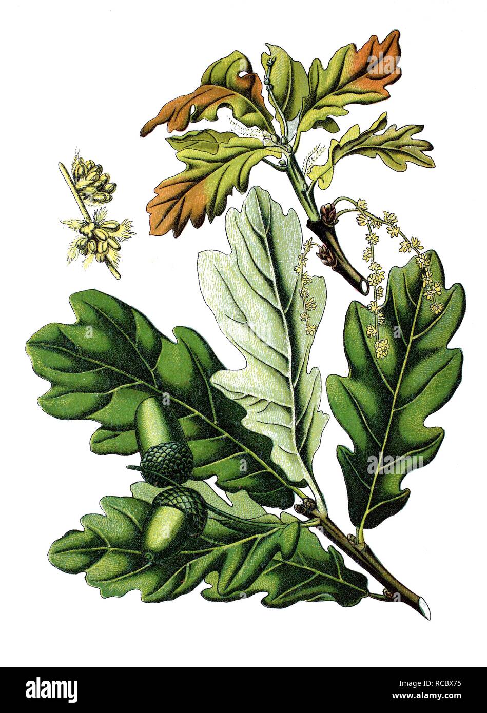 Englisch Eiche (Quercus Robur, Quercus pedunculata"), historische Chromolithography, 1870 Stockfoto