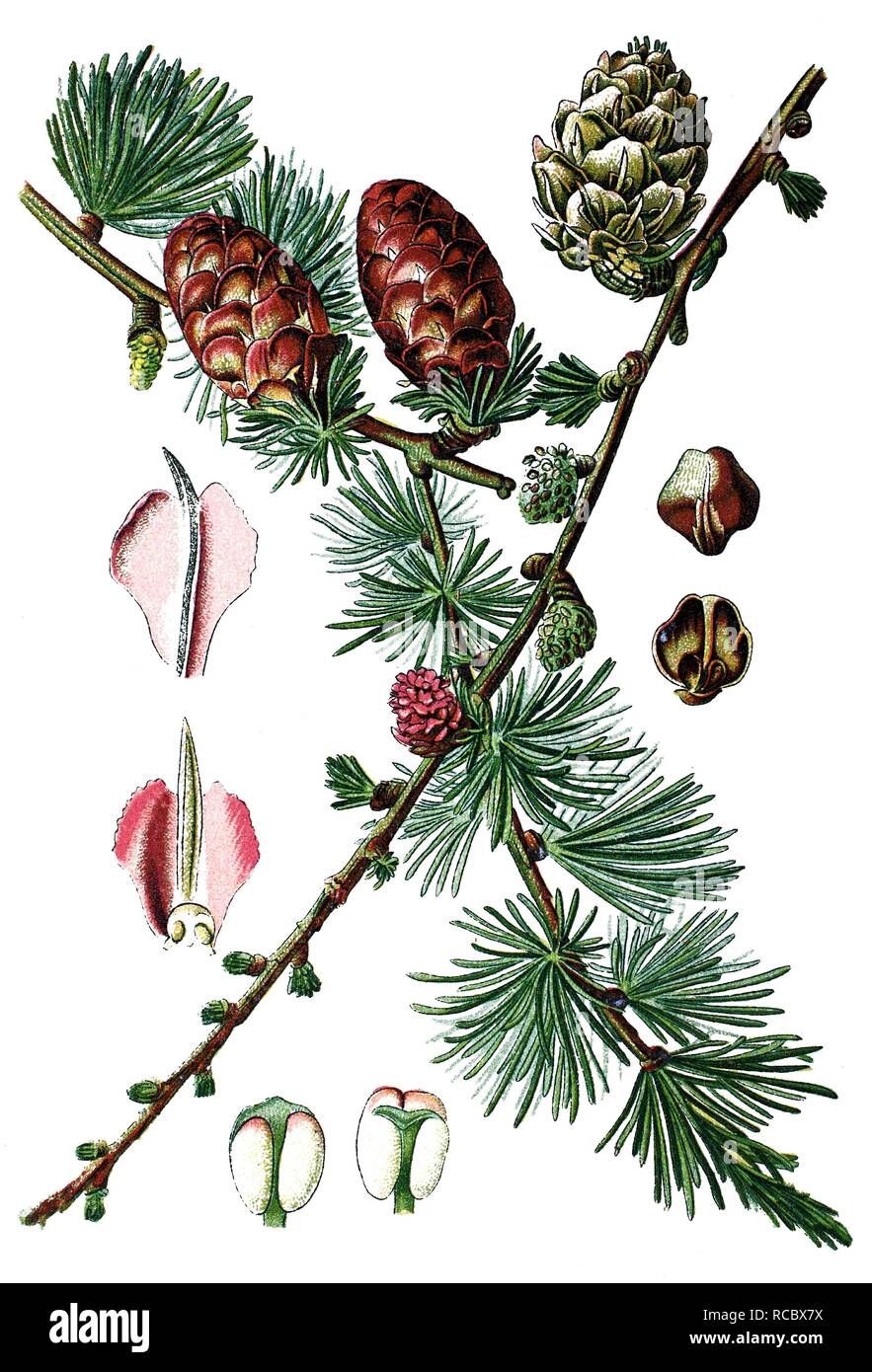 Lärche Baum (Pinus Larix), historische Chromolithography, 1870 Stockfoto