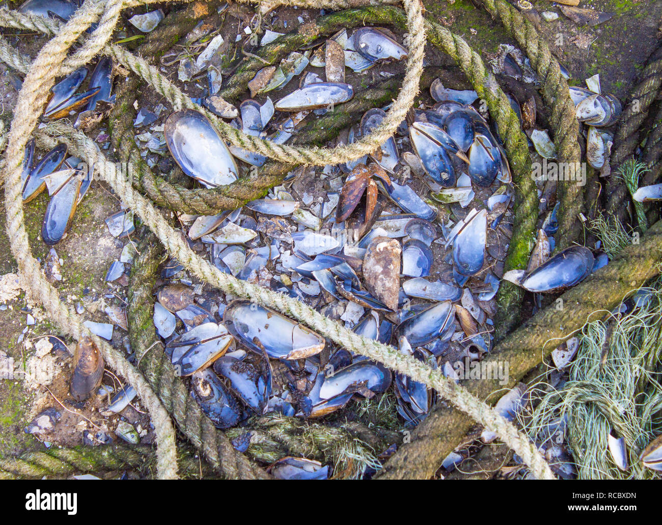 Gebrochenen Muschelschalen auf einer hafenmauer Stockfoto