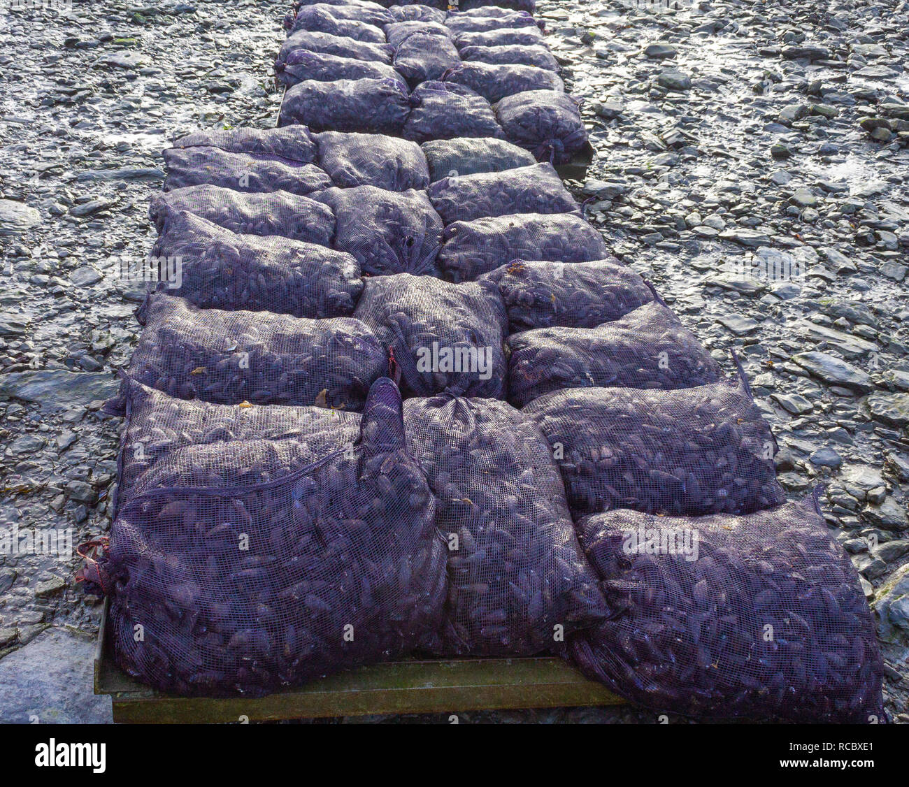 Säcke von frischem irische Muscheln Stockfoto