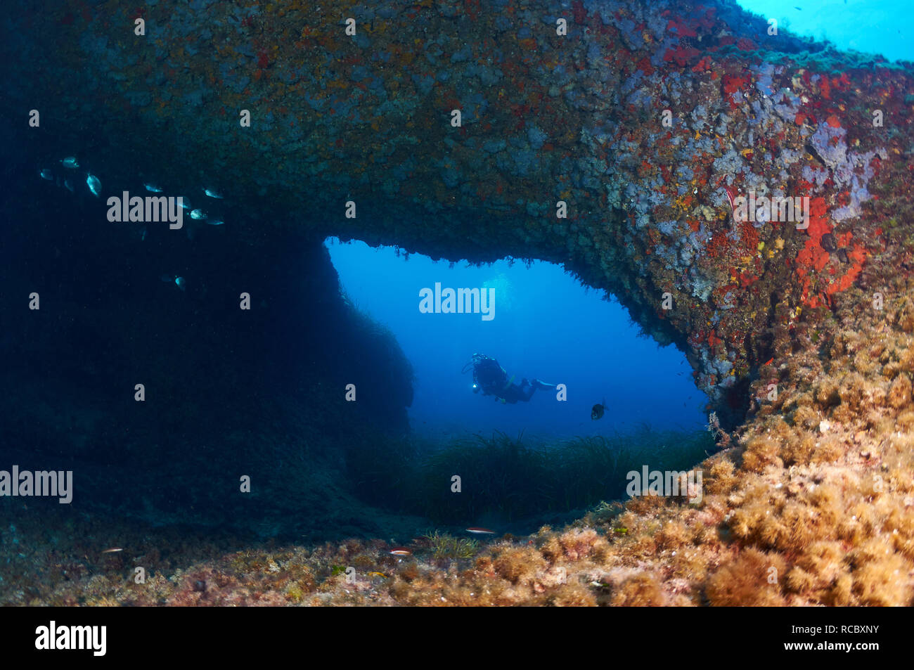 Ein Scuba Diver mit einer Fackel eingerahmt in ein Unterwasser-Bogen von El Arco Tauchplatz in Ses Salines Naturpark (Formentera, Balearen, Spanien) Stockfoto