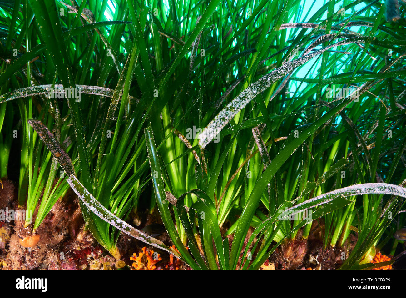 Unterwasser Detailansicht von Laub von Neptun Seegras (Posidonia oceanica) Wiese in Ses Salines Naturpark (Formentera, Balearen, Spanien) Stockfoto