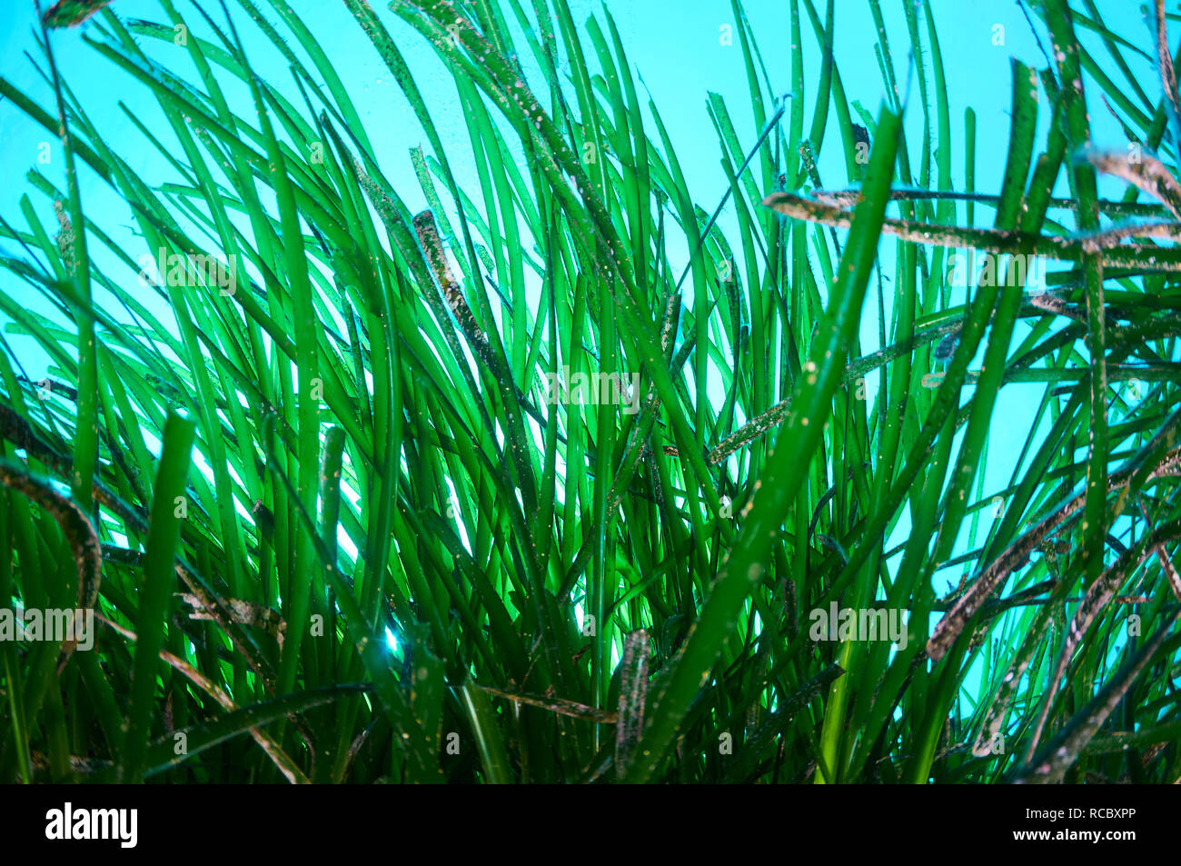 Unterwasseransicht der Blätter von Neptun Seegras (Posidonia oceanica) Wiese gegen blaue Fläche in Ses Salines Naturpark (Formentera, Balearen Stockfoto