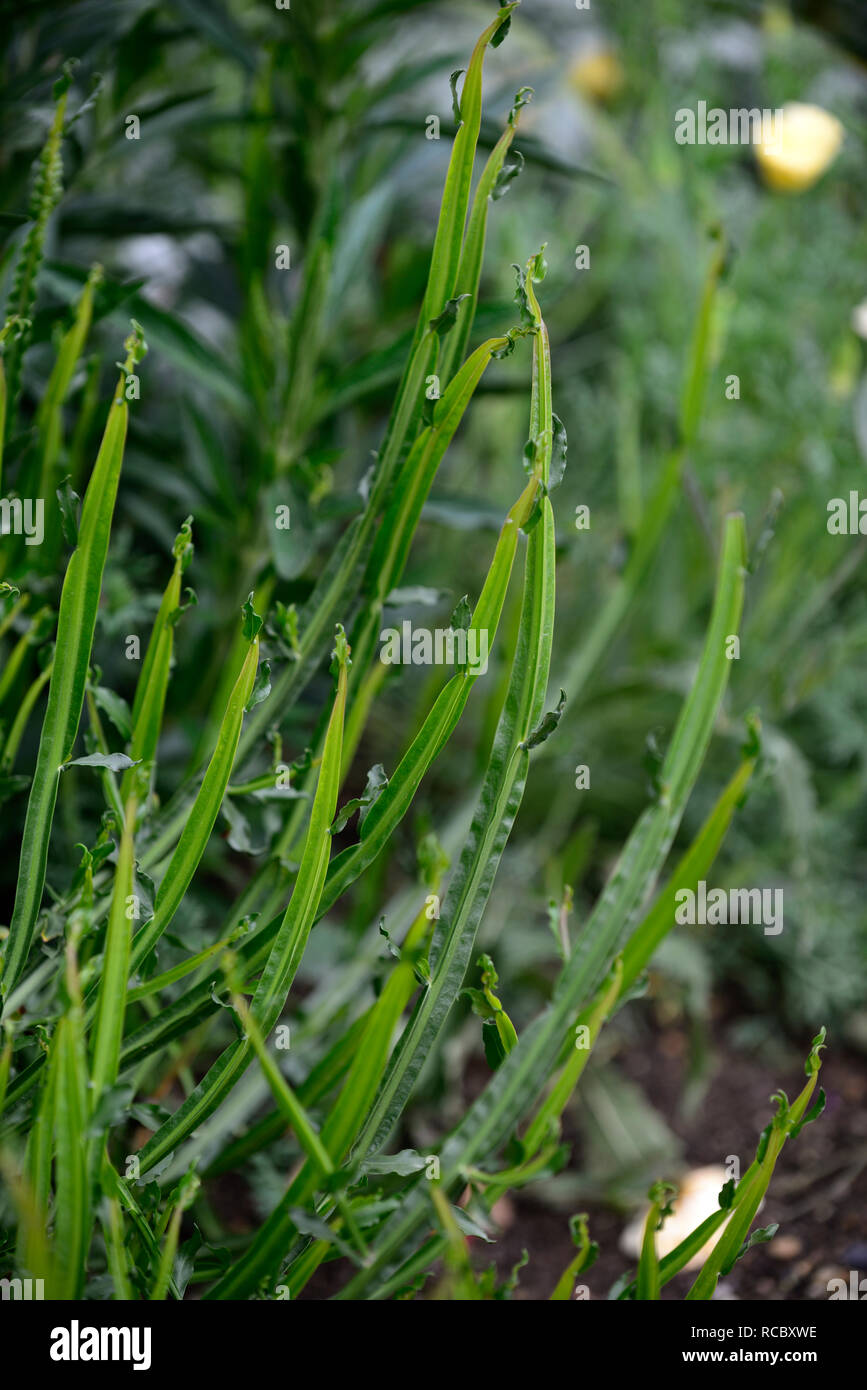 Baccharis genistelloides, Carqueja, mehrjährige Pflanze, grüne Stengel,  Stengel, architektonische Pflanze, Pflanzen, RM Floral Stockfotografie -  Alamy