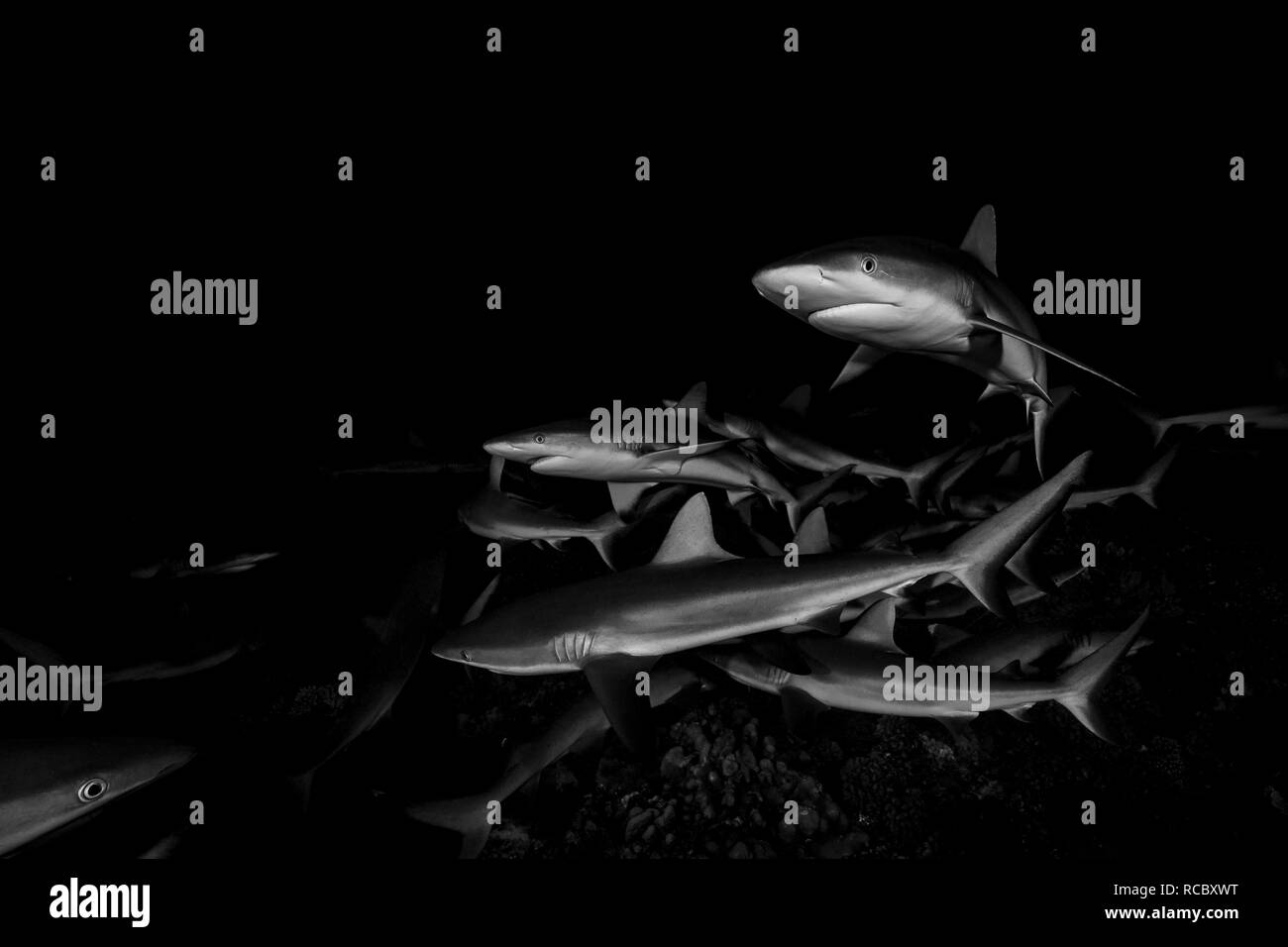 Nachttauchgänge in Französisch-Polynesien können ein Riesenspaß sein! An einigen Stellen können Sie mit Hunderten von jagenden Grauen Riffhaien tauchen. Stockfoto